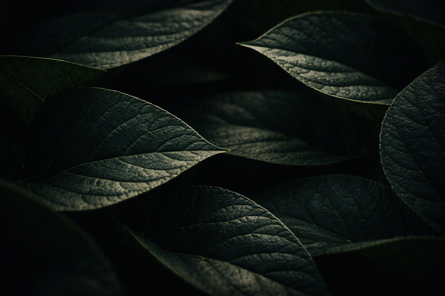 Botanical canopy texture